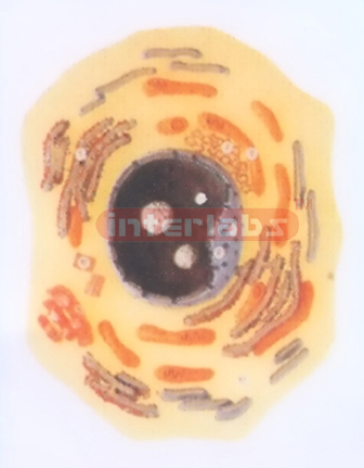 CELL STRUCTURE MODEL